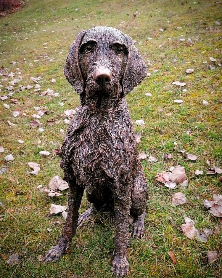 Wirehaired Vizsla Solid Bronze Statue